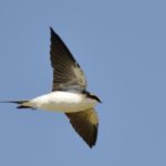 Common House Martin - Chobe