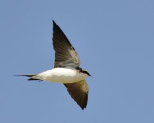 Common House Martin - Chobe