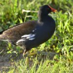 Common Moorhen - Sannieshof