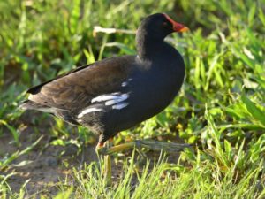 Common Moorhen - Sannieshof
