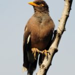 Common Myna - Umgeni River