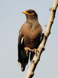 Common Myna - Umgeni River