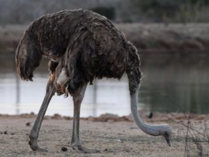 Common Ostrich - Hlane