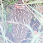 Common Quail - Hluhluwe