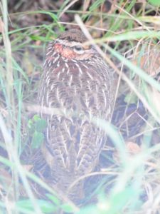 Common Quail - Hluhluwe