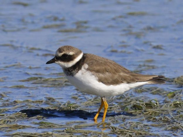 Common Ringed Plover - Langebaan