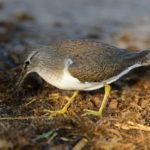 Common Sandpiper - Chobe