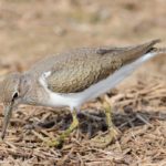 Common Sandpiper - Kruger