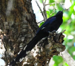 Common Scimitarbill - Hlane