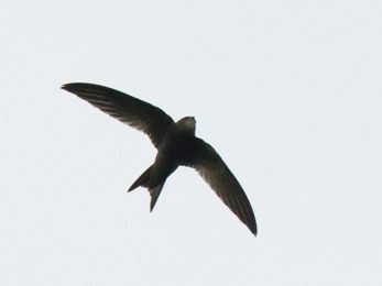Common Swift - Harare