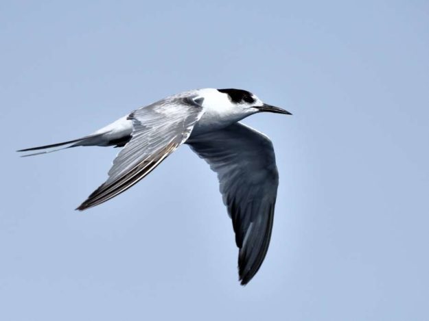 Common Tern - Durban Pelagic