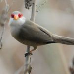 Common Waxbill - Nchalo