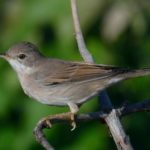Common White Throat 2 - Chobe
