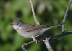 Common White Throat - Chobe
