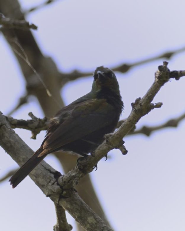 Copper Sunbird - Chobe