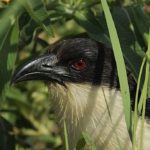 Coppery Tailed Coucal 1 - Chobe