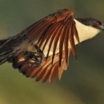 Coppery-Tailed Coucal - Chobe