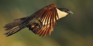 Coppery-Tailed Coucal - Chobe