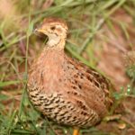 Coqui Francolin 1 - Mabula