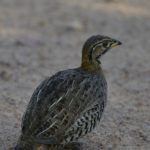 Coqui Francolin - Mabula
