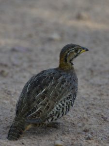 Coqui Francolin - Mabula