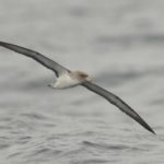 Cory's Shearwater - Durban Pelagic