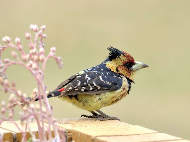 Crested Barbet - Biesiesvlei
