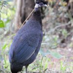 Crested Guineau Fowl - Mkhuze