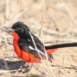 Crimson-Breasted Shrike - Kgalagadi