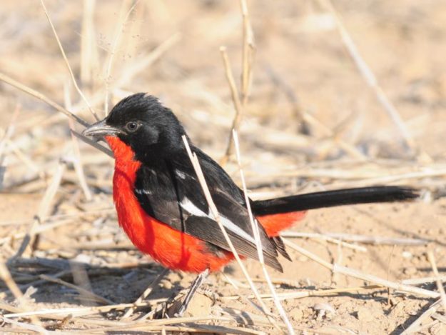 Crimson-Breasted Shrike - Kgalagadi