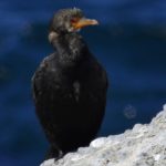 Crowned Cormorant - Boulders