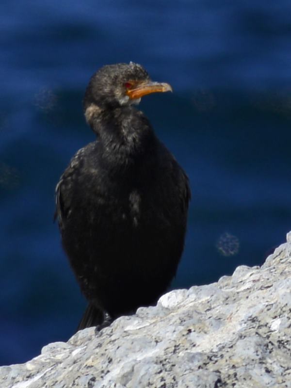 Crowned Cormorant - Boulders