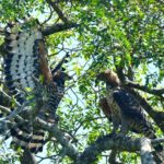 Crowned Eagle - Mbuluzi