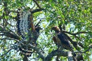 Crowned Eagle - Mbuluzi