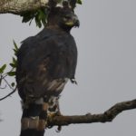 Crowned Eagle - Tembe