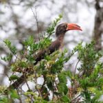 Crowned Hornbill - Mkhuze