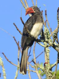 Crowned Hornbill - Tembe