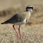 Crowned Lapwing - Addo