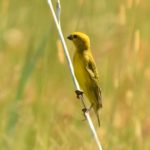 Cuckoo Finch - Harare