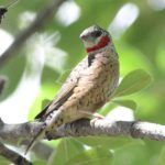 Cut Throat Finch - Chiredzi