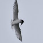 Damara Tern - Swakopmund