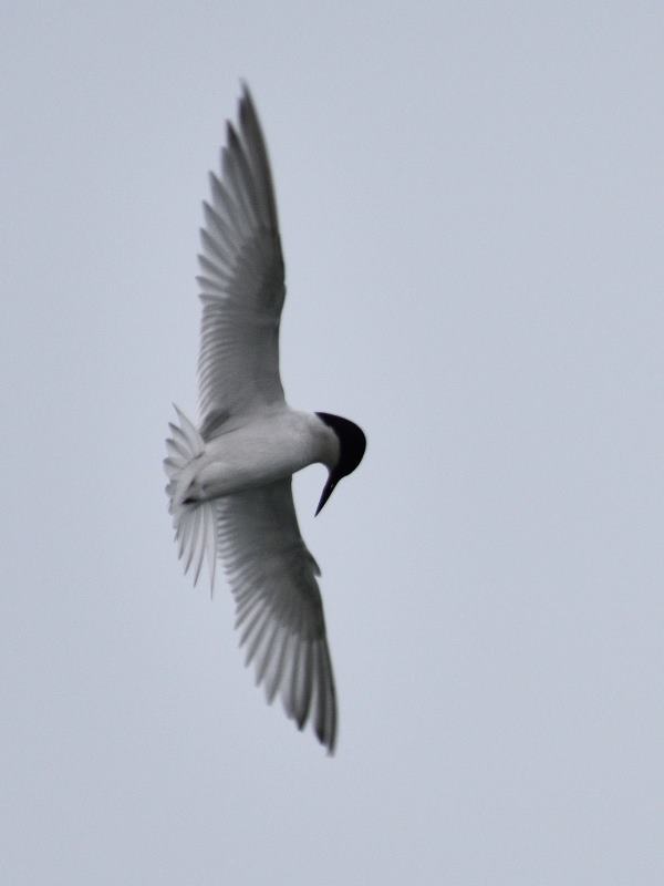Damara Tern - Swakopmund