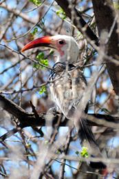 Damara red-billed Hornbill - Omaruru