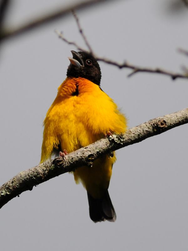 Dark-Backed Weaver - Hluhluwe