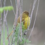 Dark-Capped Yellow Warbler - Giants Castle