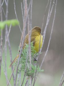Dark-Capped Yellow Warbler - Giants Castle