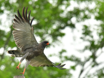 Dark Chanting Goshawk Adult - Mozambique