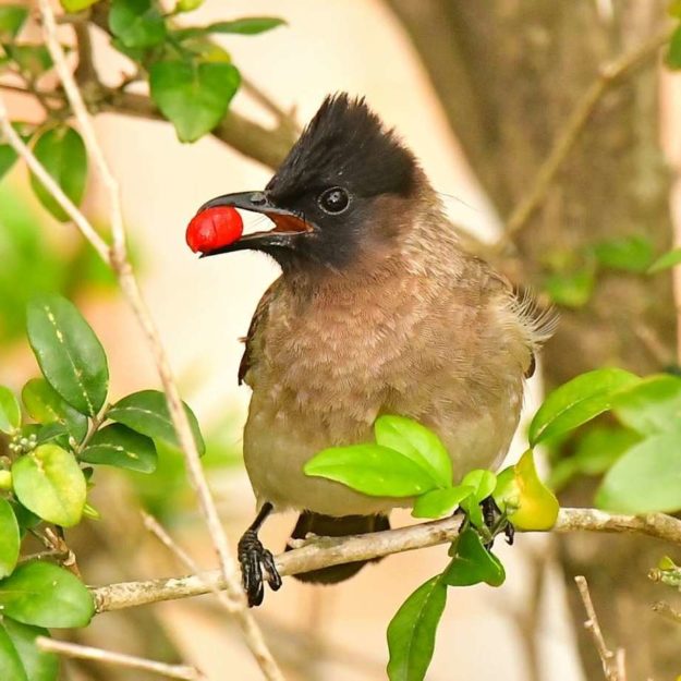 Dark-capped Bulbul - Amanzimtoti
