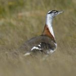 Denham's Bustard - Heidelberg