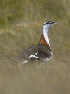 Denham's Bustard - Heidelberg